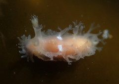 Tritonicula myrakeenae