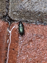 Harpalus