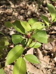 Contarinia cerasiserotinae