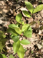 Contarinia cerasiserotinae