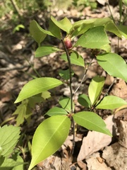Contarinia cerasiserotinae