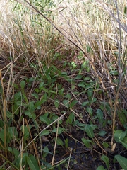 Pyrgulopsis deserta