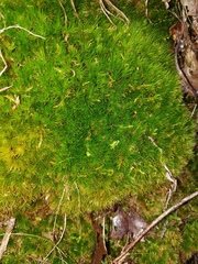 Dicranum condensatum