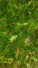 Dicranum condensatum