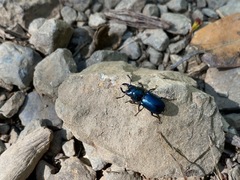 Platycerus oregonensis