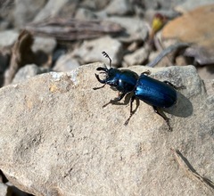 Platycerus oregonensis