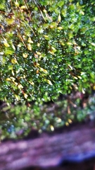 Sematophyllum adnatum
