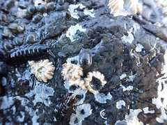 Gnorimosphaeroma oregonense