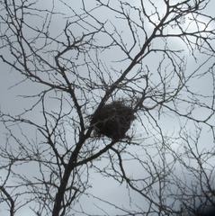 Auriparus flaviceps