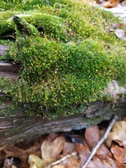 Sematophyllum adnatum