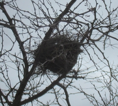 Auriparus flaviceps