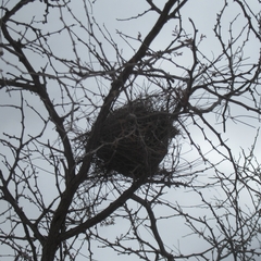 Auriparus flaviceps