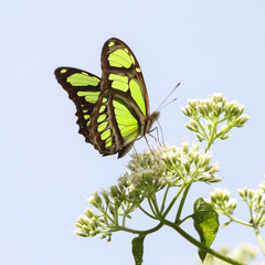Philaethria wernickei