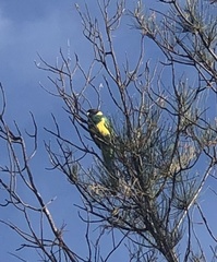 Barnardius zonarius zonarius