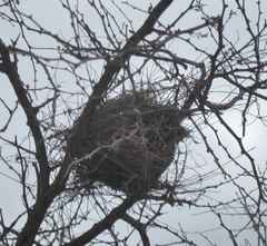 Auriparus flaviceps