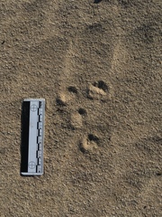 Otospermophilus beecheyi