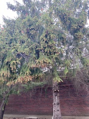 Picea abies