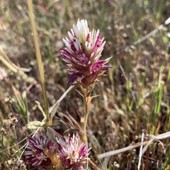 Castilleja densiflora densiflora