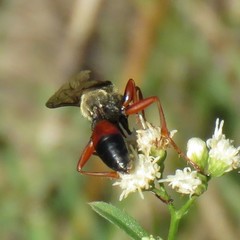 Sphex ichneumoneus