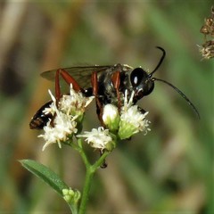 Sphex ichneumoneus