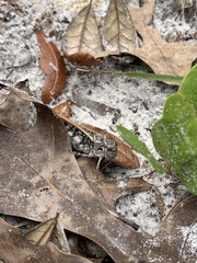 Pardalophora phoenicoptera image
