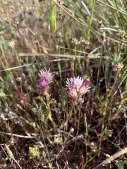 Castilleja densiflora densiflora