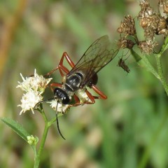 Sphex ichneumoneus