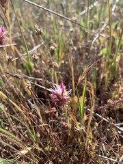 Castilleja densiflora densiflora