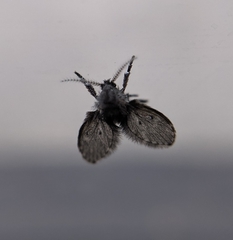 Clogmia albipunctata