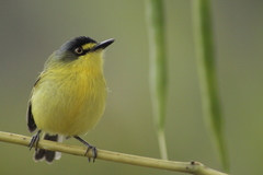 Todirostrum poliocephalum