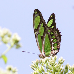 Philaethria wernickei