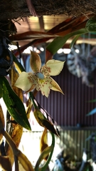 Rhynchostele maculata