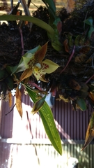 Rhynchostele maculata