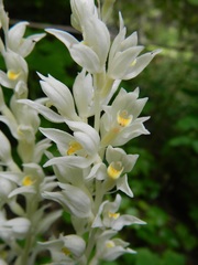 Cephalanthera austiniae