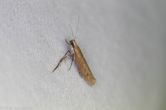 Ypsolopha ochrella