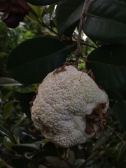 Exobasidium camelliae
