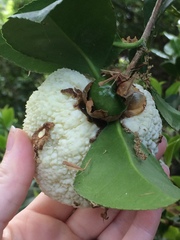 Exobasidium camelliae