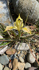 Iris innominata