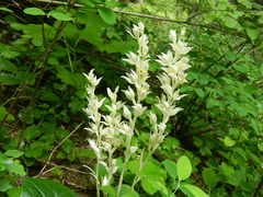 Cephalanthera austiniae