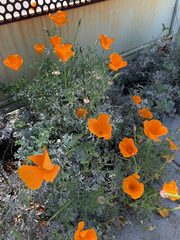 Eschscholzia californica