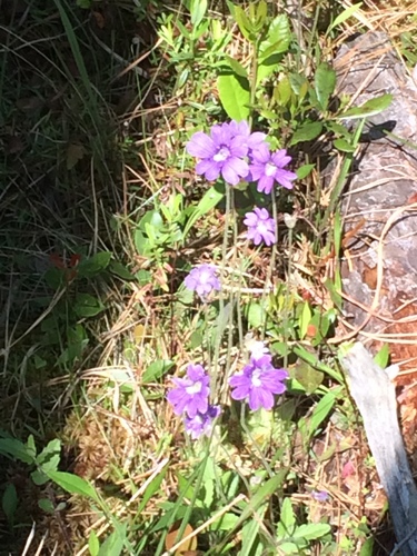 Blueflower butterwort (Pinguicula caerulea)
