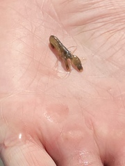 Alpheus heterochaelis