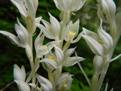 Cephalanthera austiniae