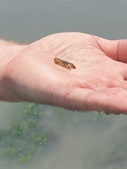 Alpheus heterochaelis