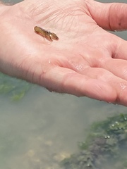 Alpheus heterochaelis