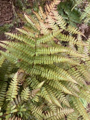 Dryopteris