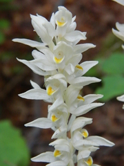 Cephalanthera austiniae