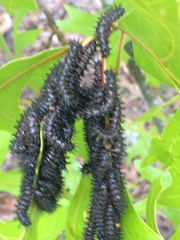 Hemileuca maia