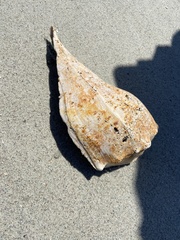 Sinistrofulgur sinistrum