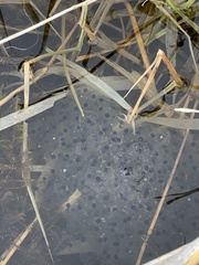 Rana luteiventris